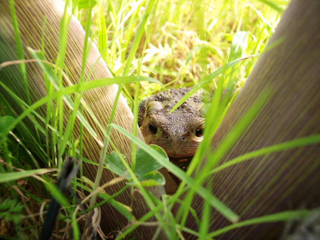Bufo bufo